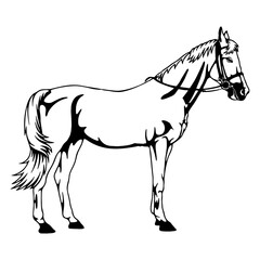 Silhouette horse icon, horse drawing, horse logo, horse vector