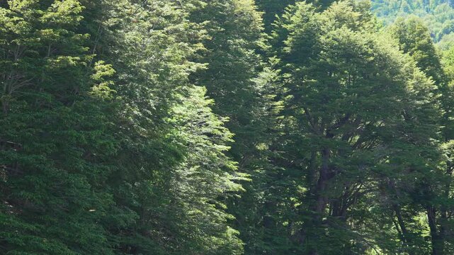 Zoom out of Nothofagus forest inside Lanin National Park during summer. Neuquen, Argentina.