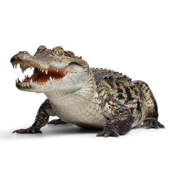 Obraz premium Isolated crocodile caiman with open mouth teeth showing on white background reptile wildlife predator animal