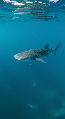 Whale shark swimming in ocean water