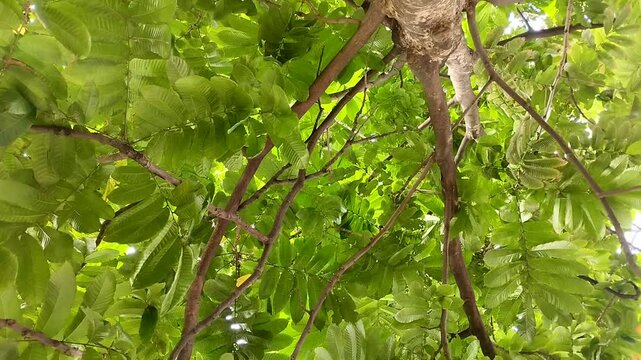 Matoa tree (Pometia pinnata), Island lychee tree, Pacific lychee or Tava which grows abundantly