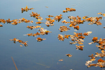 Autumn dry oak leaves on the surface of the water