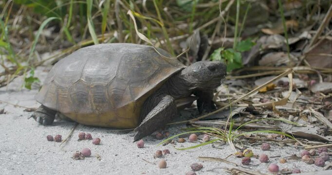 Gopher tortoise walking through sandy terrain and grasses in a coastal dune environment