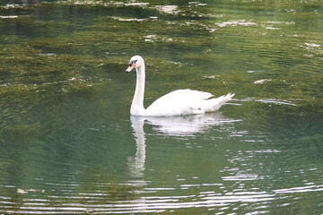 Male Mute swan (Cygnus olor) swimming in the lake, under the bright sunlight. Note the large black knob at the top of the beak which identifies it as a male.