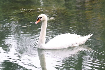 Male Mute swan (Cygnus olor) swimming in the lake, under the bright sunlight. Note the large black knob at the top of the beak which identifies it as a male.