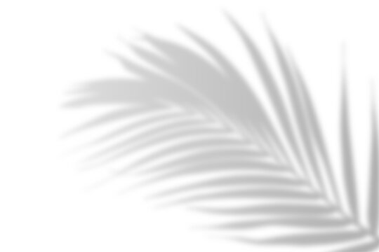 Realistic shadow from palm leaves isolated on a transparent background with copy space. Tropic concept with coconut leaf shadow. Vector illustration