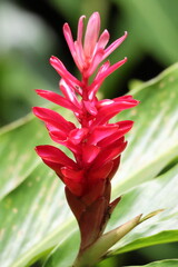 Red ginger/Ostrich plume (Alpinia purpurata), illuminated by the bright sunlight. Note the striking inflorescences - The bright red modified leaves (bracts) have the real flowers within.