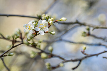 Spring background. White damson blossom spring flowering, horizontal background. Flowers of damson tree in spring.