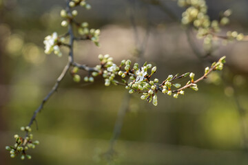 Spring background. White damson blossom spring flowering, horizontal background. Flowers of damson tree in spring.
