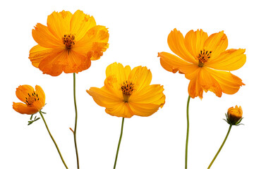Obraz premium Vibrant Orange Cosmos Flowers on Transparent Background, PNG