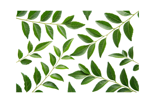 Fresh Curry Leaves PNG Transparent Background
