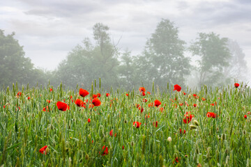 poppies in the field of rye. rural landscape on a mist morning in summer. silhouettes of trees in the distant fog. countryside scenery in mysterious atmosphere. peaceful green environment