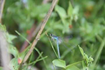 blue dragonfly on a leaf