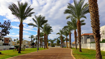 Fototapeta premium Palm Trees Urban Alley Perspective Vertical View Sunny Day Blue Sky