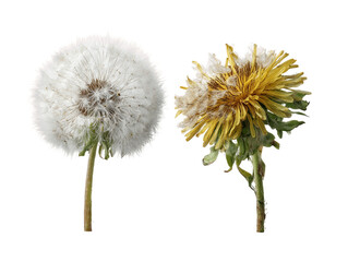White and Yellow Dandelion Flowers on Transparent Background, PNG