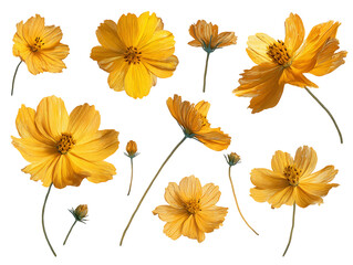 Fototapeta premium Yellow Cosmos Flowers on Transparent Background, PNG
