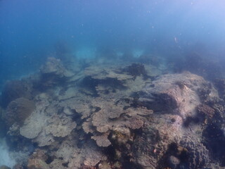 
Thai beach and underwater photos