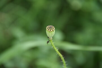Poppy pistil