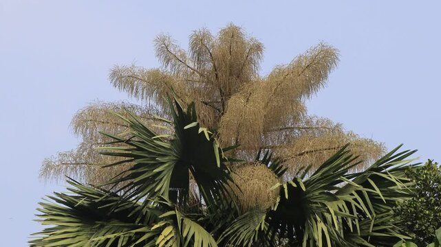 Rare flowering of Corypha umbraculifera, commonly known as the Talipot Palm. It is  the largest branched inflorescence.
