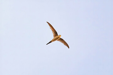 Asiann Palm Swift