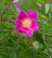 Beautiful close-up of rosa marretii