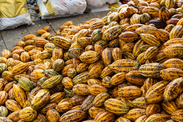 Cacao Tree (Theobroma cacao). Organic cocoa fruit pods in nature.