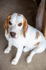 small cute beagle puppy dog looking up