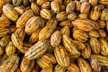 Cocoa beans and cocoa pod on a wooden surface.