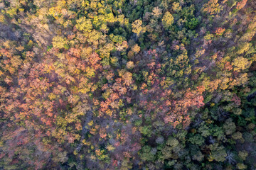 Scenic topdown shot of a deciduous forest changing leaves at the height of autumn. Picturesque...