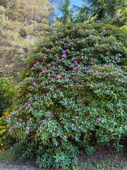 Obraz premium Large blooming rhododendron shrub with pink flowers in a public park. Ornamental evergreen bush in springtime surrounded by trees.