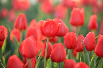 Beautiful tulips are in full bloom