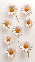 Stylized White Daisies With Peach Tones On White Background
