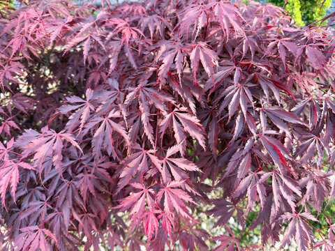 Close-up of red laceleaf Japanese maple leaves (Acer palmatum 'Dissectum') in a garden. Decorative foliage plant with deeply cut leaves.