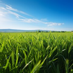 Fototapeta premium Experience the Beauty of Green Fields Under Summer Skies 