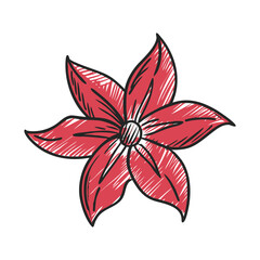 hand drawn clematis floral vector illustration