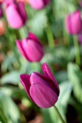 チューリップの花