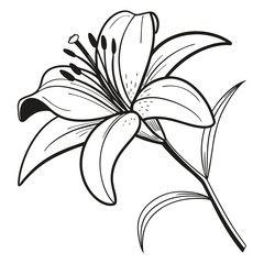 Lily flower line art illustration