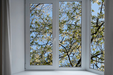 View from the window, blooming  trees, bird cherry blossom in a garden.