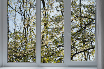 View from the window, blooming  trees, bird cherry blossom in a garden.