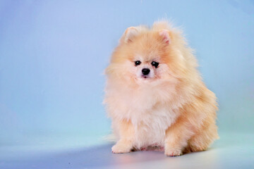Portrait of sitting pomeranian spitz isolated on blue after grooming