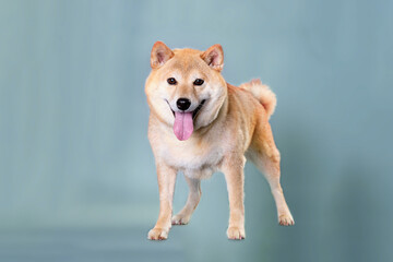 Fototapeta premium Dog brown orange Japanese Shiba inu. Stands on a gray background