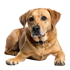 Obraz premium Cute purebred dog sitting alone on a white background. Perfect for any pet or animal related projects.