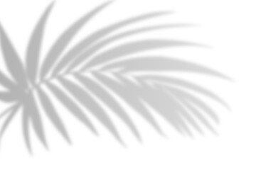 Fototapeta premium Realistic shadow from palm leaves isolated on a transparent background with copy space. Tropic concept with coconut leaf shadow. Vector illustration