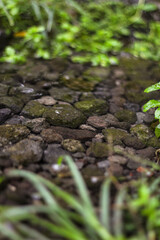 A close-up view of a clear water stream with rocks and greenery.