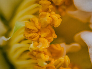 Macro Photograph Flower