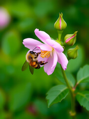 Honey bee pollinates pink rose flower blossom on green background. Collecting nectar from a flower