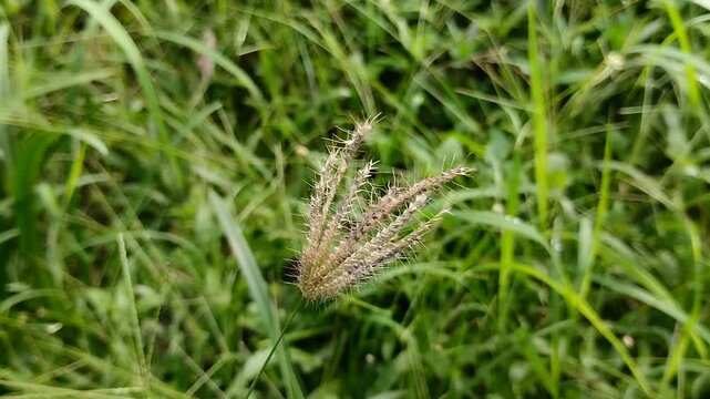 finger grass growing in the garden