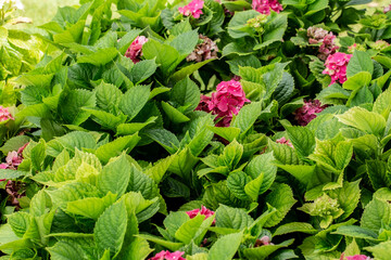 Leaf, Plant, Green Color, Backgrounds, Environmental Conservation