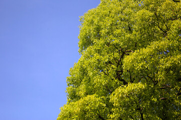 Giant camphor tree at the Meiji Shrine in Tokyo, Japan