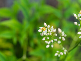 開花した南天の白いツボミ